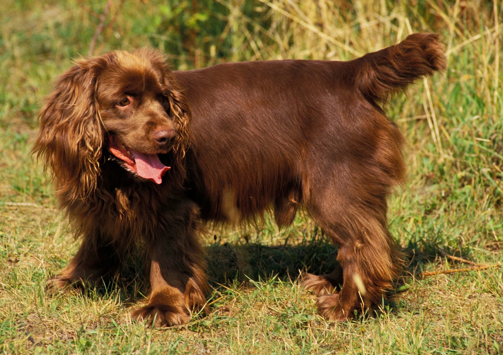 Chien de race Sussex Spaniel